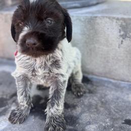 Girl 1 - Brown and gray female Wirehaired Pointing Griffon puppy in Preston, Idaho from Glendale Griffons