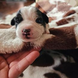 Boy 1 - Tri-color male Russell Terrier puppy in Harvel, Illinois from Ruff and Tumble Russell Terriers