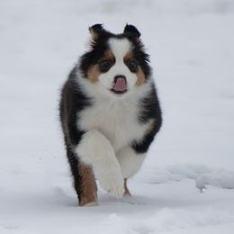 Australian Shepherd Puppies from Top Draft Genetics
