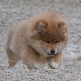 Shiba Inu and Yorkshire Terrier Puppies from Royal Kennels
