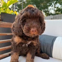 Kenan - Phantom male Bernedoodle puppy in Mobile, Alabama from Colonial Doodles
