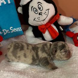 Moondancer - Blue female French Bulldog puppy in Peru, Indiana from Angies Little Bostons And Frenchies