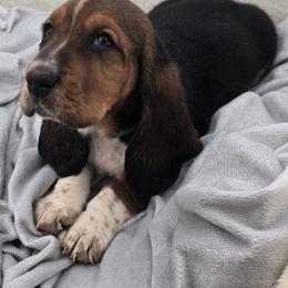 Green Collar - Black brown and white male Basset Hound puppy in Snow Camp, North Carolina from V's Southern Angels