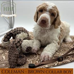 COLEMAN - Brown Collar Boy - Parti male Poodle puppy in Charlo, Montana from Heavenly Hilltop Farm