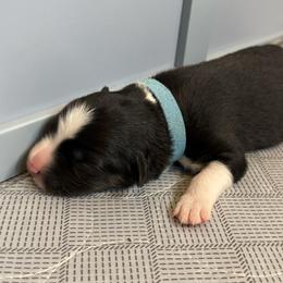 Bolt - Black tri male Miniature American Shepherd puppy in Tucson, Arizona from Outlaw Minis