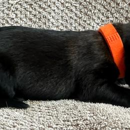 Orange - Red sable female Belgian Malinois puppy in Ellerbe, North Carolina from Grand Prix Kennel