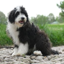 Jasmine - Bordoodle