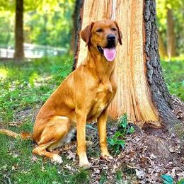 Riley  - Labrador Retriever