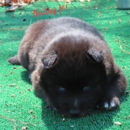 Bailey Male 1 - Black male Siberian Husky puppy in Hiawassee, Georgia from Chastains Huskies