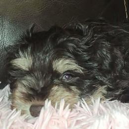 Mira - Liver female Miniature Schnauzer puppy in Graham, Washington from Kristy's French Bulldogs & Mini Schnauzers