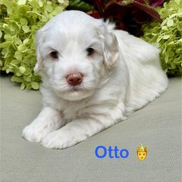 Otto - Caramel ice male Australian Labradoodle puppy in Mount Gilead, North Carolina from Tillery Labradoodles