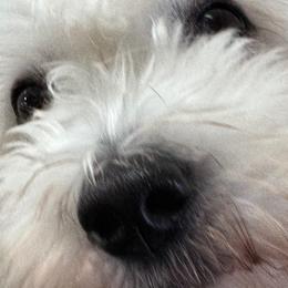 Miss Believe - Coton de Tulear