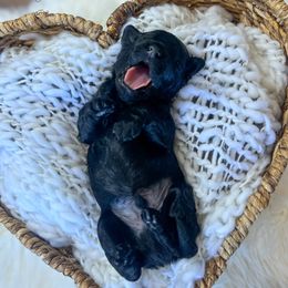 Quirky - Black male Goldendoodle puppy in Grove, Oklahoma from Guinn Family Farms