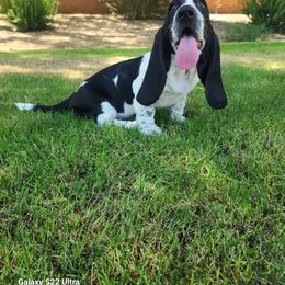 Basset Hound Puppies from Howlin Hounds