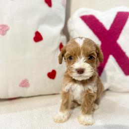 Florence - Caramel red male Australian Labradoodle puppy in Palmdale, California from Doodles_Ko