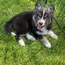 Pomsky Puppies from Urban Miracle’s