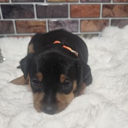 Pearl - Black and tan female Miniature Pinscher puppy in Baton Rouge, Louisiana from Pike's Pups