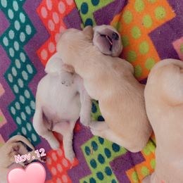 Golden Retriever Puppies from Ruff Life Goldens