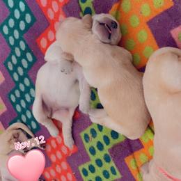 Golden Retriever Puppies from Ruff Life Goldens