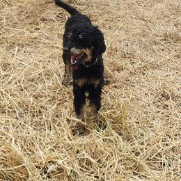 Balvanie - Poodle