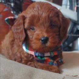 Little Boy Blue - Apricot male Goldendoodle puppy in Little Rock, Arkansas from Adorable Mini Doodles LLC
