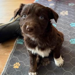 Kia - Red tri-color female Australian Shepherd puppy in Litchfield, New Hampshire from Aussies Edge Farm