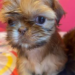 Sissy - Lilac female Shih Tzu puppy in Memphis, Tennessee from Lady and the Tramp