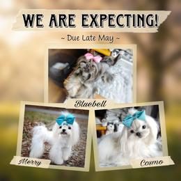Mal-Shi puppies from Seeking Shalom Acres Maltese, Maltipoos & Havamalts