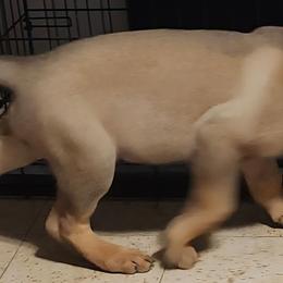Isaac - Sable male German Shepherd puppy in Montalba, Texas from LM German Shepherd Dogs
