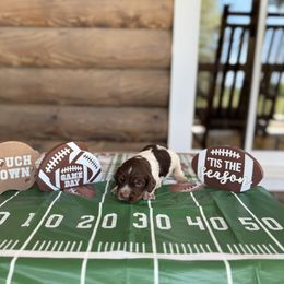 Boy 2 - Liver roan and tan male English Cocker Spaniel puppy in Ohatchee, Alabama from Otter Creek Kennels