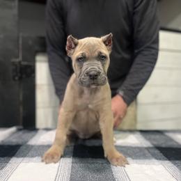 Light Pink Collar - Gray and fawn female Cane Corso puppy in Beaver Crossing, Nebraska from Blue River Cane Corso