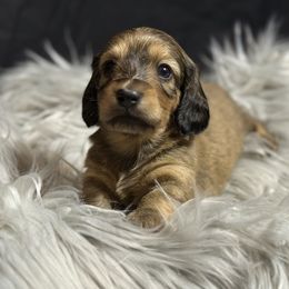 Girl 1 - Cream female Dachshund puppy in Bartlesville, Oklahoma from OkieDokieDox