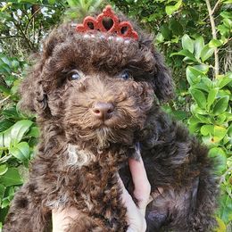 Mocha - Brown female Poodle puppy in Orlando, Florida, Florida from Denise’s Puppies