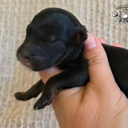 Boy 5 - Black tri-color male Aussiedoodle puppy in Vinemont, Alabama from Cotton Country Kennels