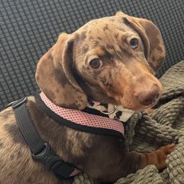 Dachshund All Grown Up from SatillaDachs