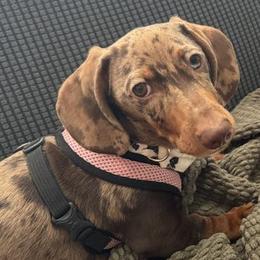 Dachshund All Grown Up from SatillaDachs