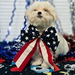 Faye - Health Tested Parents - White male Maltese puppy in Greenville, North Carolina from Amanda's Sugar Sweet Puppies
