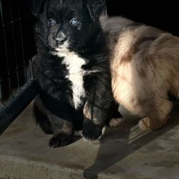 Tulsa - Black tri-color Australian Shepherd puppy in Mineral Wells, Texas from A6 Australian Shepards
