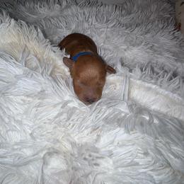 Tucker - Apricot male Poodle puppy in Okc, Oklahoma from Designer Poos By Diva