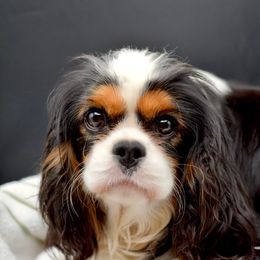 Cavalier King Charles Spaniel and Havanese Puppies from Harlequin Havanese