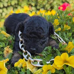 Rolex - Phantom male Poodle puppy in Taylorsville, North Carolina from SilverLining highlands and hounds