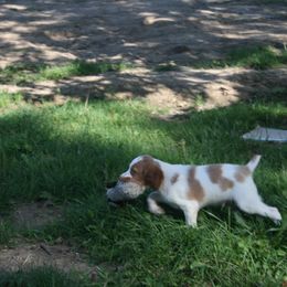 Brittany Puppies from Center Ridge Brittanys
