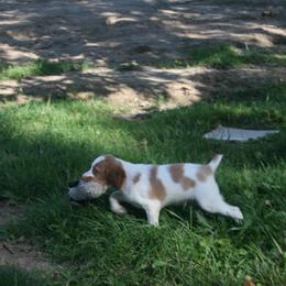 Brittany Puppies from Center Ridge Brittanys