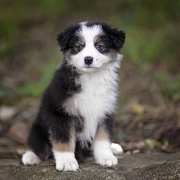 Black Tri Female - Black tri-color female Australian Shepherd puppy in Elkton, Tennessee from Riverlook Australian Shepherds
