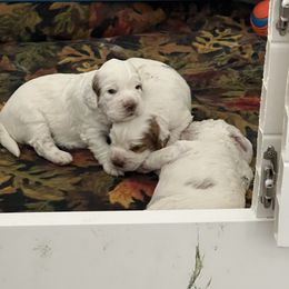 Clumber Spaniel Puppies from Briton Clumber Spaniels