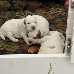 Clumber Spaniel Puppies from Briton Clumber Spaniels