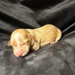 Stella - Cream female Dachshund puppy in Washburn, Tennessee from Broken Arrow Miniature Dachshunds