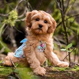 Cavapoo, Cockapoo, Double Doodle, and Poodle Puppies from Heavenly Puppies to Love