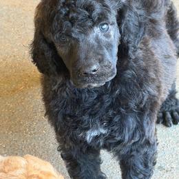 Bacon - Phantom male Poodle puppy in Troy, Alabama from Redmond Rose Kennel