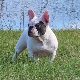 Luna - French Bulldog